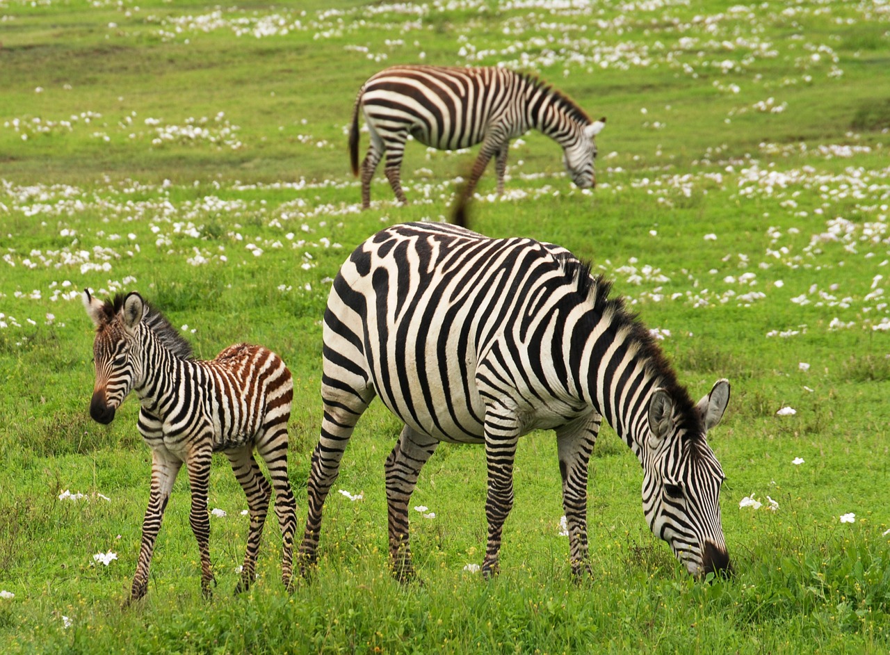 11 Day Tanzania Safari Tour