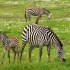 11 Day Tanzania Safari Tour