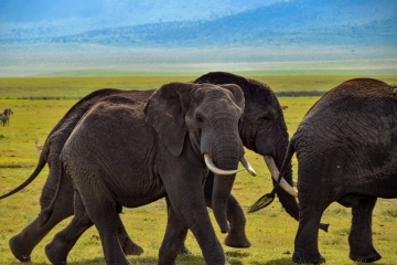 11 Day Tanzania Safari Tour