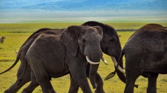 11 Day Tanzania Safari Tour