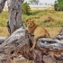 11 Day Tanzania Safari Tour