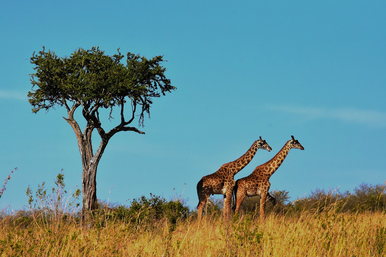 11 Day Tanzania Safari Tour
