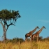 11 Day Tanzania Safari Tour